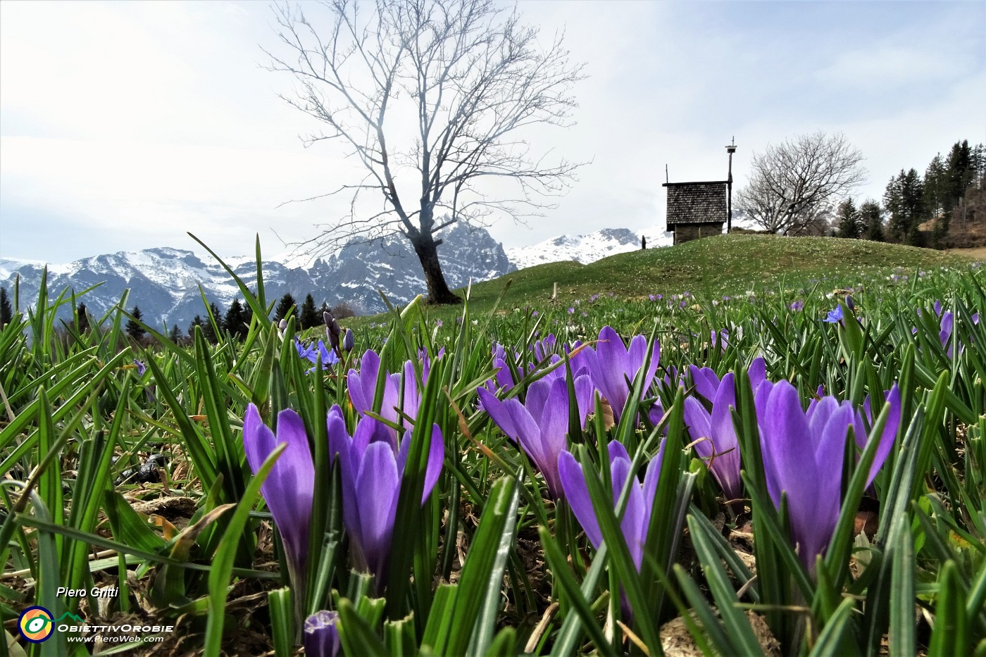 70 Crocus violetti con la cappella sullo sfondo.JPG